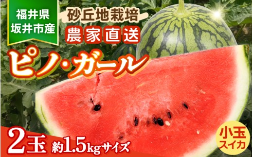 【先行予約】福井県坂井市産小玉スイカ ピノ・ガール農家直送 砂丘地栽培 約1.5kgサイズ 2玉【2027年7月中旬以降順次発送予定】 [A-21807]