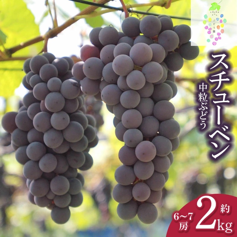 【令和6年産先行予約】鶴岡市産 スチューベン 約2kg（6房～7房） 中粒ぶどう　カラフルぶどう園