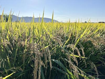 一粒万倍米（農薬・化学肥料不使用朝日米）玄米 5kg