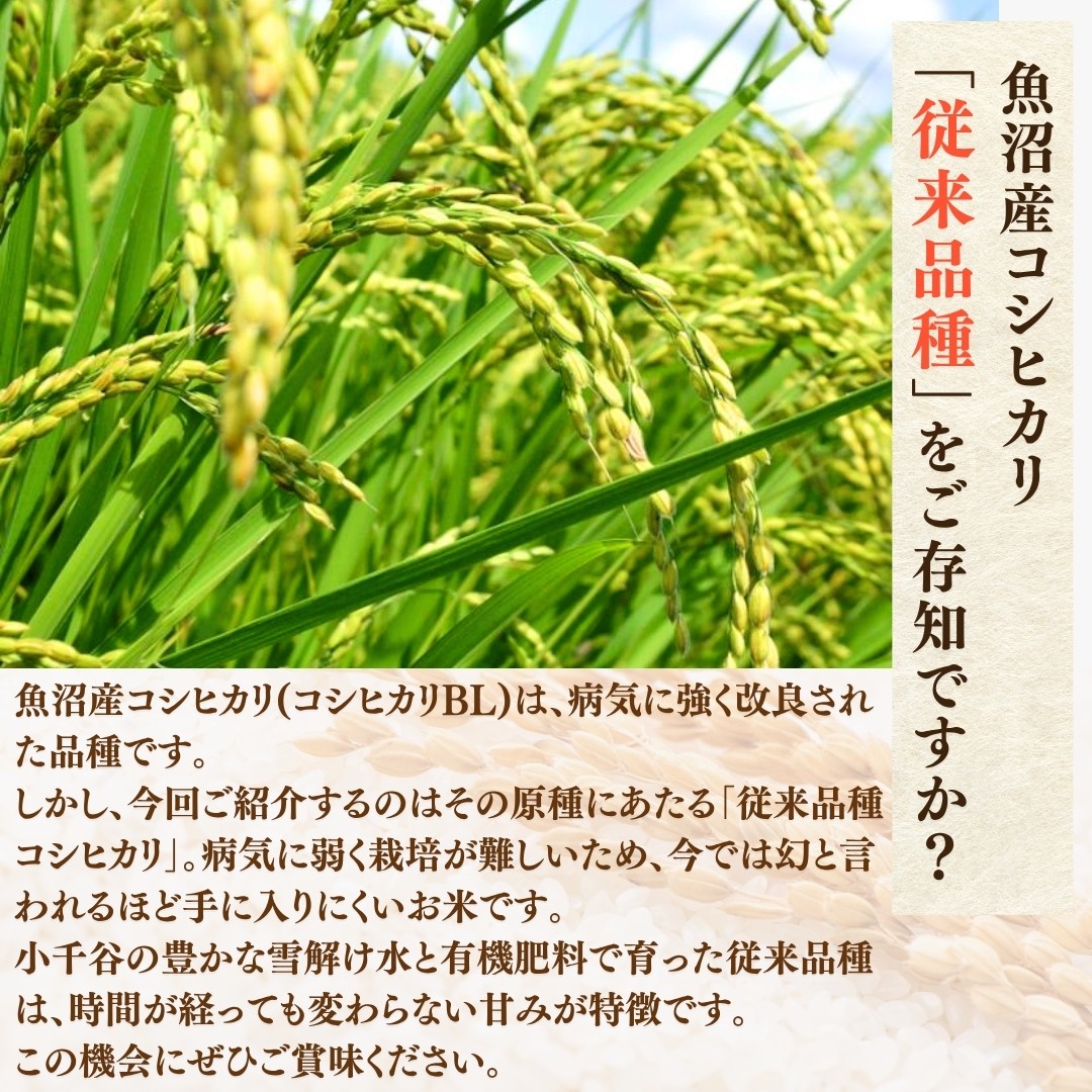 モチモチ食感と優しい甘み！ご飯だけで主役級の美味しさの希少原種コシヒカリ