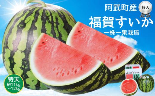 すいか 福賀すいか 特天 約11kg〜12kg 山口県阿武町産 1株1玉栽培 超大玉 高糖度  【2026年7月上旬～8月中旬順次発送】