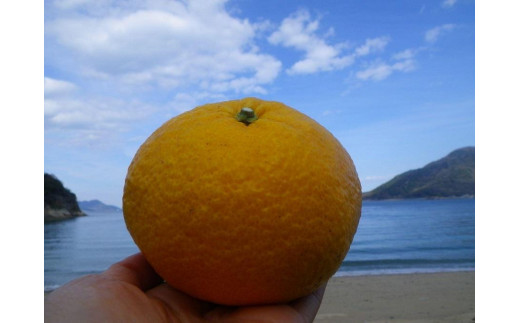 
無農薬　甘夏7.5キロ　生口島産
