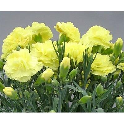 ふるさと納税 藤枝市 【母の日に!】カーネーション鉢植え黄色「ハニームーン」カゴ入り |  | 01