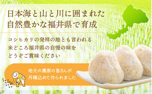 令和7年産 コシヒカリ 10kg 福井県産【玄米】【お米 こしひかり 10キロ 人気品種】 [e30-b016]