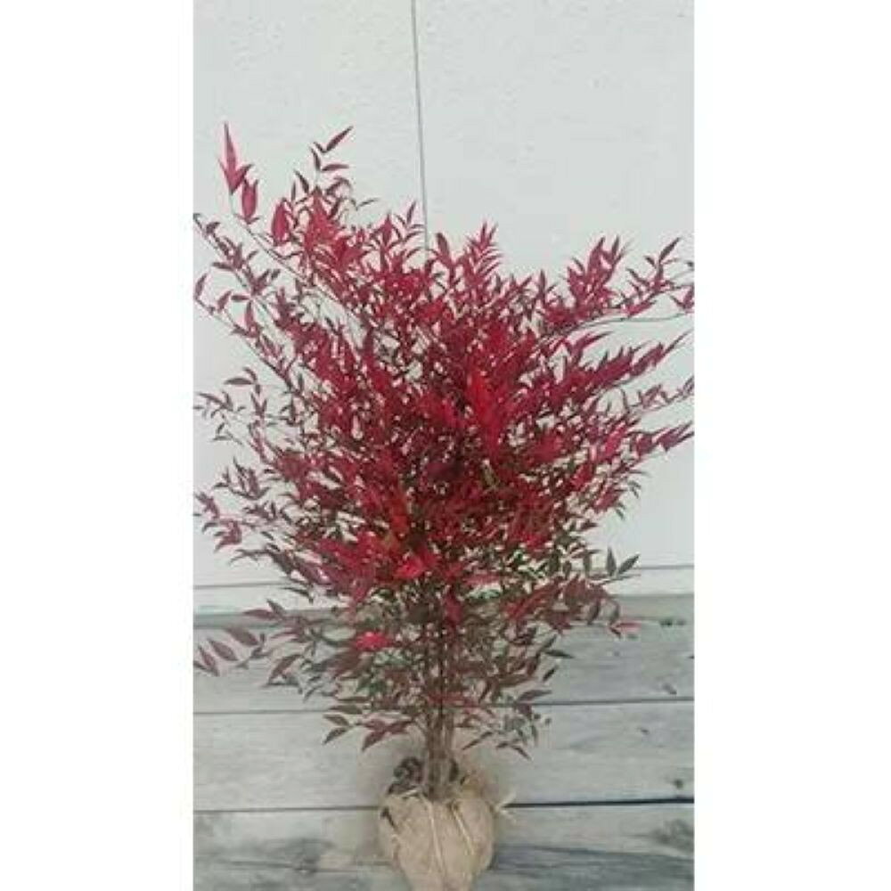 【ふるさと納税】紅葉が美しい！縁起木！南天 樹高約80cm～1m 取扱説明書付き | フラワー 植物 プラント 植木 園芸 ガーデニング人気 おすすめ 送料無料