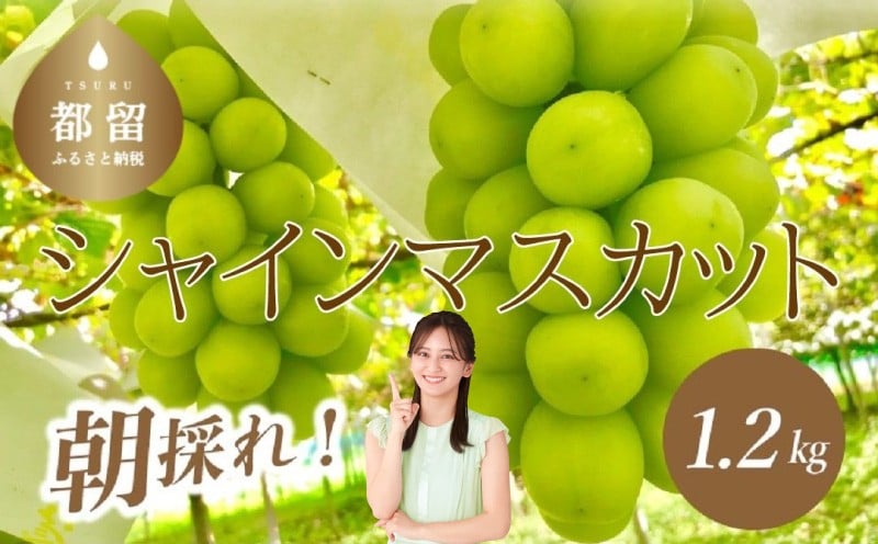 
            【2025年先行予約】【朝採れ！直送！】シャインマスカット 1.2kg (2房) ) | 山梨 フルーツ 人気 甘い 糖度  ぶどう シャイン マスカット 名産 糖度 先行予約 甘い 糖度 大粒 種無し 種なし やまなし 山梨県産 葡萄 ブドウ フルーツ 果物 くだもの シャイン マスカット 　　※2025年 9月上旬より順次発送いたします。天候等の関係で配送開始時期が前後することがございます。
          