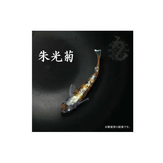 メダカ「朱光菊（Aクラス）」3ペア