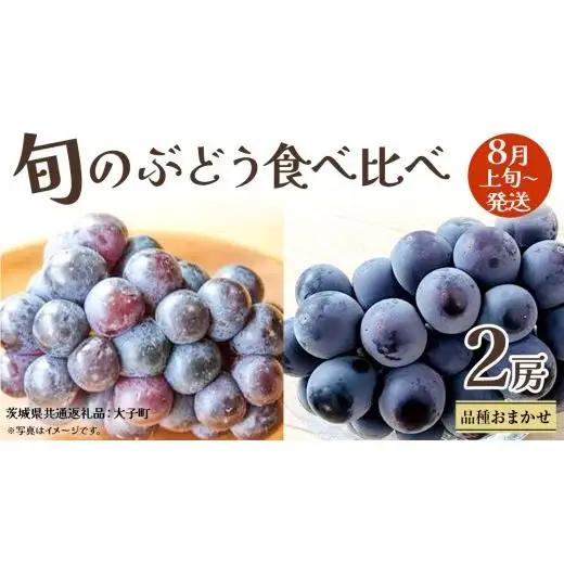 旬な ぶどう 食べ比べ 700g × ２房【2026年8月上旬発送開始】(茨城県共通返礼品：大子町)
