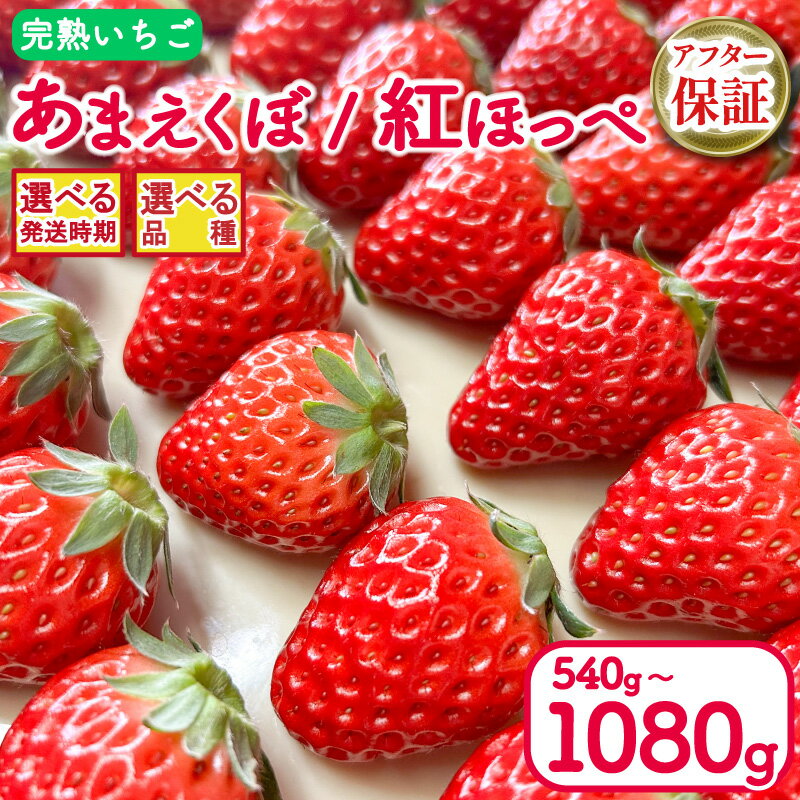 【ふるさと納税】 いちご 紅ほっぺ あまえくぼ 選べる 品種 容量 540g 1080g 2パック 4パック アフター保証 選べる 発送時期 2026年 1月〜 / 3月〜 期間限定 人気 春 ケーキ デザート ギフト 贈り物 贈答 イチゴ 苺 ストロベリー 徳島県 吉野川市 あんいちご園