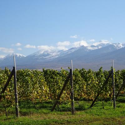 ふるさと納税 上富良野町 【野生酵母&無濾過】赤白泡ワイン5本 多田ワイナリー |  | 02