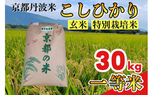 
玄米 30kg 京都丹波米 こしひかり◇《米 一等米 コシヒカリ 特別栽培米 減農薬》※北海道・沖縄・離島への配送不可
