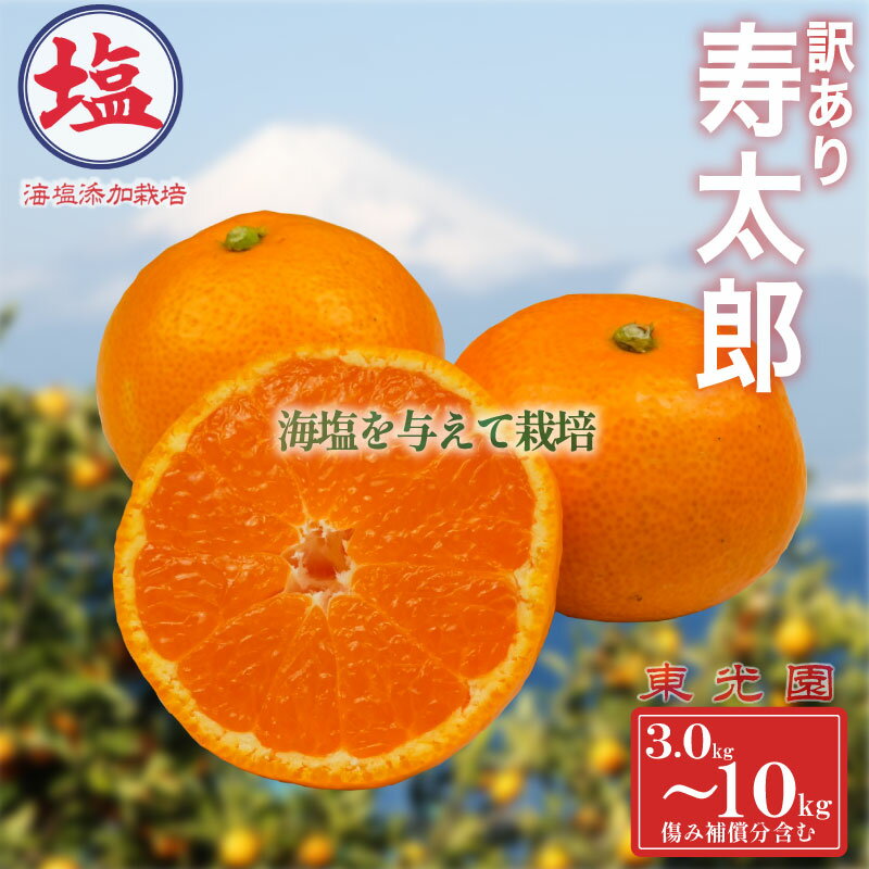 【ふるさと納税】 寿太郎みかん 訳あり 予約 1月中旬 順次発送 計 3kg ~ 10kg 蜜柑 柑橘 オレンジ 果物 フルーツ 海塩栽培 国産 ジューシー 甘い 冬 贈答用 ギフト 家族 おやつ デザート 産地直送 みかん 旬 沼津市 静岡県