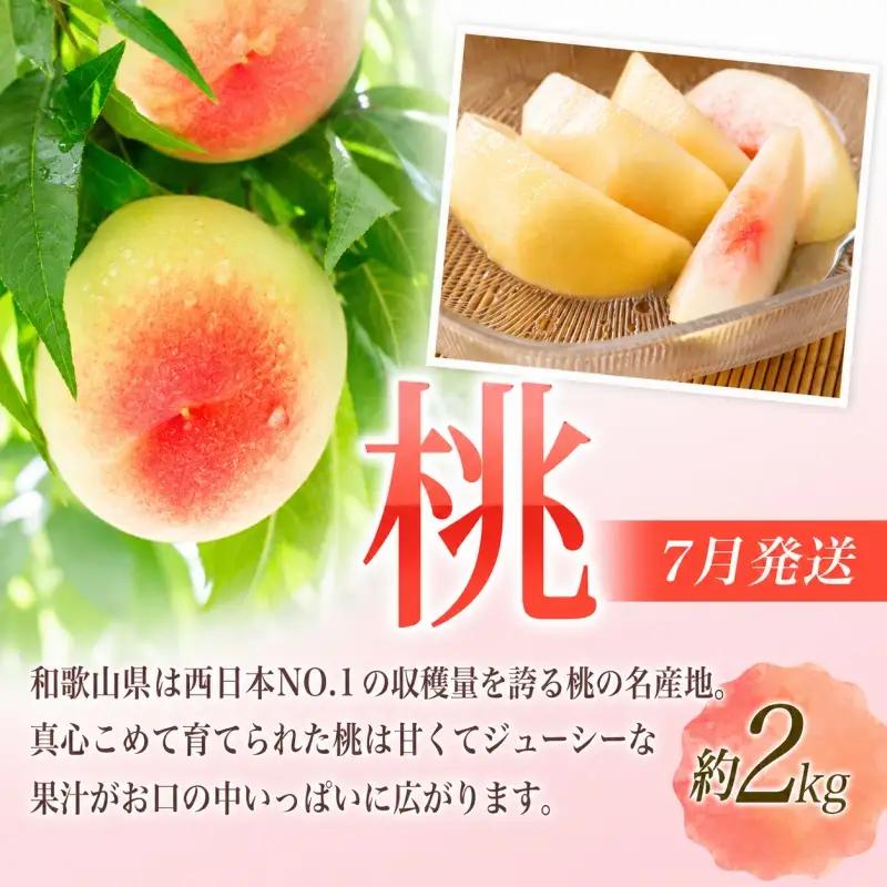 【定期便】夏の人気フルーツ定期便！桃・ピオーネ・極早生みかん（全3回）/ フルーツ 果物 もも モモ ぶどう ブドウ みかん ミカン 柑橘 旬 定期便  【tkb153】