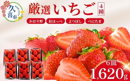 【先行予約】【期間限定 2月～5月まで】おまかせ 埼玉県産 いちご4種類セット 3箱(270g×6パック) (かおり野、紅ほっぺ、よつぼし、べにたまから4品種を選定)| 埼玉県 久喜市 イチゴ 苺 ストロベリー いちご 食べ比べ