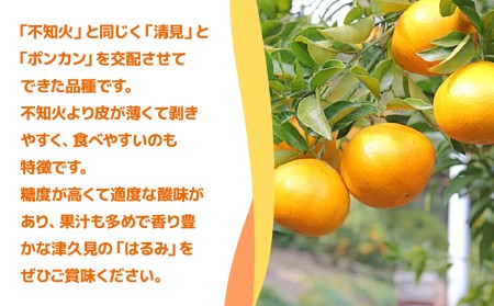 【先行予約】和田果樹園のみかん はるみ 5kg ミカン 蜜柑 オレンジ 果実 旬のフルーツ 大分県産 九州産 津久見市 国産【tsu002901】