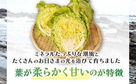 【2027 先行予約】 春キャベツ 2～3玉 大根 2～3本 セット キャベツ