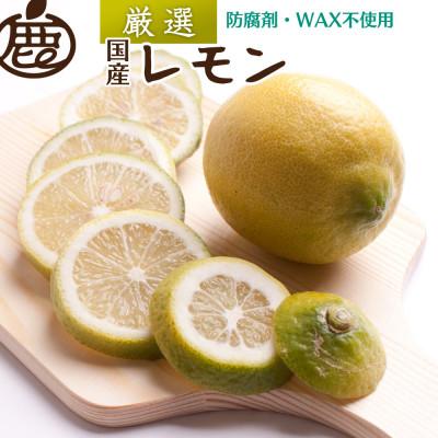 ふるさと納税 有田川町 レモン5kg+250g(傷み補償分)【和歌山有田産】【防腐剤・WAX不使用、安心の国産レモン】