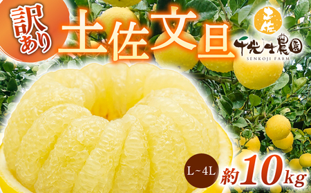 千光士農園 土佐文旦 10kg 家庭用 文旦