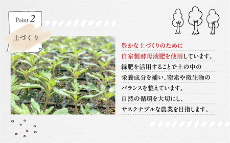 【先行受付】【期間限定】地元下呂市の人気者！大地の恵みがぎゅーっと詰まった果肉が厚い 大玉トマト 約 1kg（サイズ混合）《飛騨下呂産》麗月 とまと 産地直送 1キロ【61-16】
