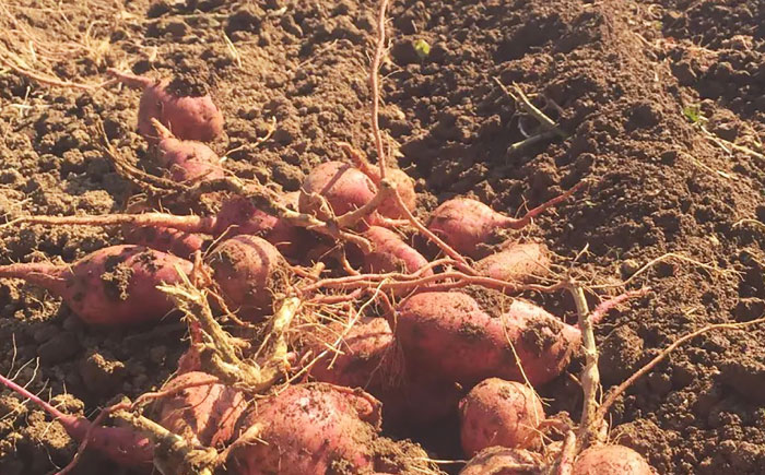 こばさんちの安納芋Lサイズ5kg 五島市/こばさんち農園 [PGW002]