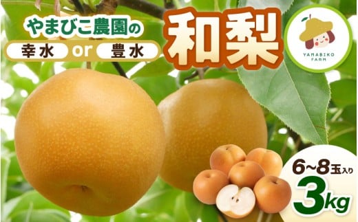 【先行予約】和梨 3kg (3L～5Lサイズ) 6~8玉入り【幸水梨】坂井北部丘陵地でたっぷり潮風を浴びて育ったやまびこ農園の和梨 【2026年8月中旬～9月上旬発送】 【梨 なし フルーツ 甘い みずみずしい 果実 果物 新鮮 お土産 贈り物 旬の果物 産地直送】 [A-21901_01]