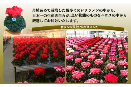 【先行予約】根本園芸シクラメン【6号】1鉢 鉢花 鉢植え 色おまかせ ガーデンシクラメン 花 ギフト 農林水産大臣賞受賞【10014】