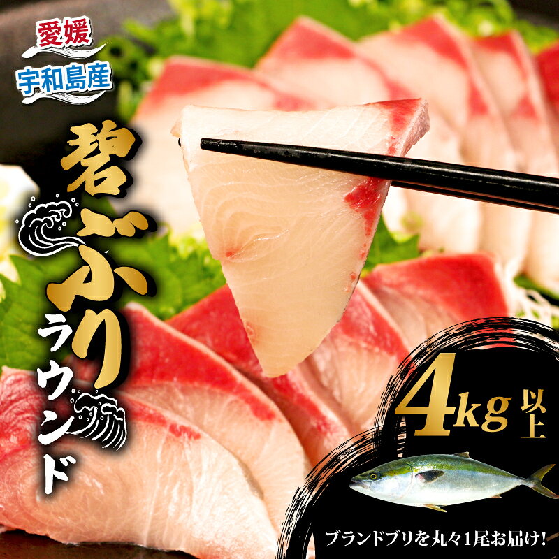 【ふるさと納税】 鰤 ぶり ブリ 碧ぶり 活締め ラウンド 4kg 南予ビージョイ 冷蔵 活〆 丸々 1尾 buri 碧鰤 ブランド 養殖ぶり 養殖鰤 鰤しゃぶ ぶりしゃぶ お刺身 さしみ 刺身 刺し身 たたき 漬け丼 漬丼 海鮮丼 寿司 ネタ お寿司 鍋 国産 愛媛 宇和島 D038-150025
