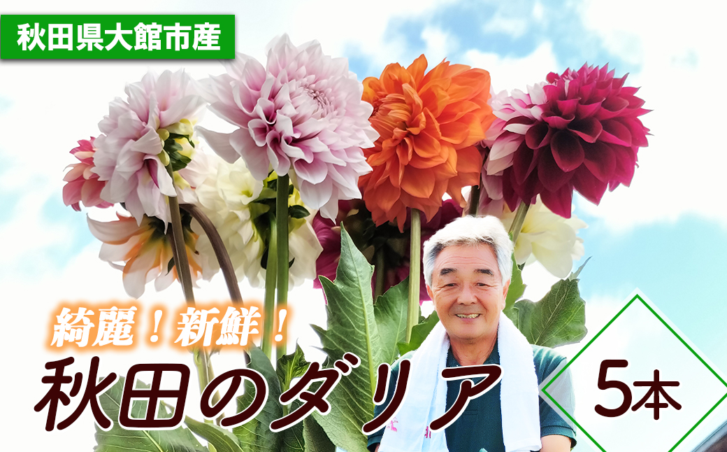 新鮮！綺麗！秋田のダリア〈5本花束〉　50P7804