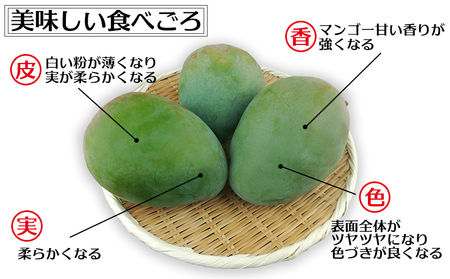【2026年発送】農園直送！宜野座村　仲栄真さんのキーツマンゴー1玉（800g以上） フルーツ 甘い 美味しい 特徴 香り お取り寄せ Mango ランキング 大きい 希少 贈り物 ビタミン おすすめ