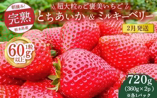 
            【先行予約】【2月発送】1粒60g以上！超大粒の《ご褒美いちご》朝摘み完熟とちあいか＆ミルキーベリー紅白セット 720g(360g×各1p)　※離島への配送不可　※2026年2月上旬～2月下旬頃に順次発送予定
          
