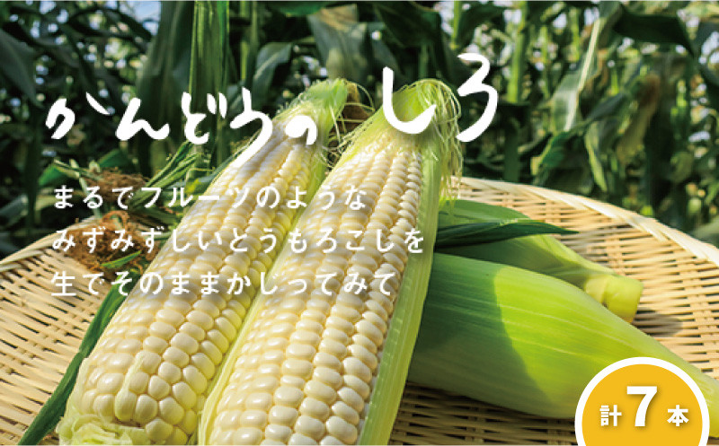 
                  大地の恵み「とうもろこし（ホワイト）」7本　北海道 栗山町 産地直送　B033
                