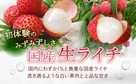 先行予約 数量限定 希少 完熟マンゴー 1玉 生ライチ 1パック セット マンゴー 宮崎 国産ライチ 果物 フルーツ くだもの 2027年 国産 高級 南国フルーツ 詰め合わせ おすすめ ギフト 贈り