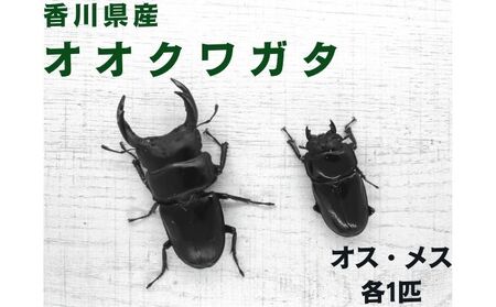 【予約受付】オオクワガタ オス・メス1ペア 2026年8月以降発送 クワガタ 昆虫 昆虫