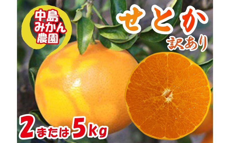 
                  【2027年3月頃から順次発送】 せとか  2kg / 5kg 家庭用 訳あり | セトカ みかん 蜜柑 柑橘 高級 わけあり 訳あり 甘い みかん 柑橘 愛媛 糖度 せとか 愛媛三大柑橘（ 紅まどんな せとか 甘平 ） 愛媛 松山 中島みかん農園
                