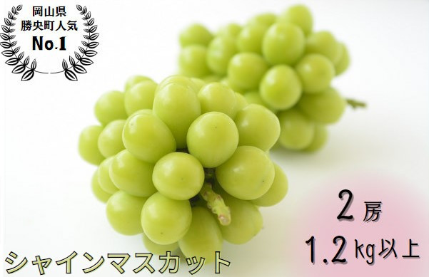 
            【先行予約】岡山県産 シャインマスカット 1.2kg以上 （2房）_【2025年9月中旬から2025年10月中旬発送】_A11
          