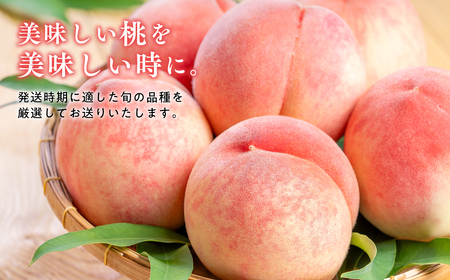 ≪8月中旬～8月下旬発送予定≫津軽の桃 旬の白桃 約3kg 秀品 《hi-0001-004》