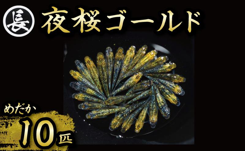 129-29　夜桜ゴールド　オス・メス　ランダム10匹  鑑賞用 繁殖 綺麗 メダカ アクアリウム 水槽 静岡県 牧之原市 丸長