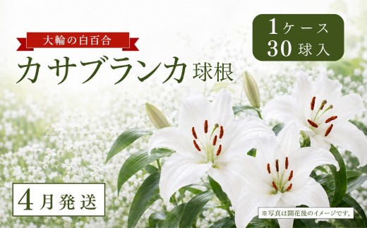 【4月発送】カサブランカ球根 計30個 (30個入×1ケース) | 大輪 ユリ 百合 春植え ガーデニング 園芸 花