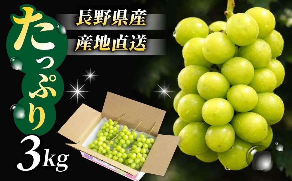 【2026年発送先行受付】東御市産シャインマスカット3kg（5～6房）【秋お届け】長野県 長野 人気 ぶどう 贈答用 ギフト フルーツ 果物 おすすめ 厳選 種無し 皮ごと 大粒