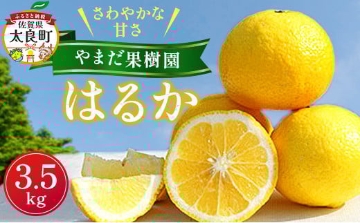 
            やまだ果樹園のはるか 3.5kg 【2026年1月下旬～2月上旬発送予定】 みかん ミカン 蜜柑 たらみかん 太良みかん はるか 柑橘 国産 フルーツ 果物 くだもの 果実 ビタミン豊富 爽やか 甘い 贈答品 贈り物 ギフト 佐賀県 太良町 MA12x1
          