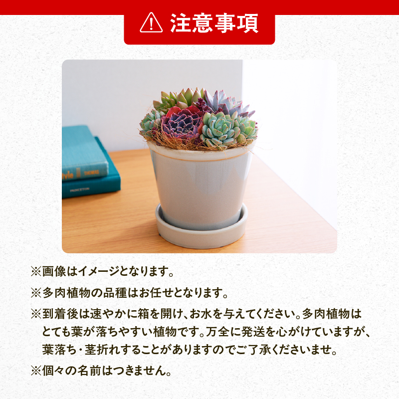 【佳花園】多肉植物のオリジナル寄せ植え