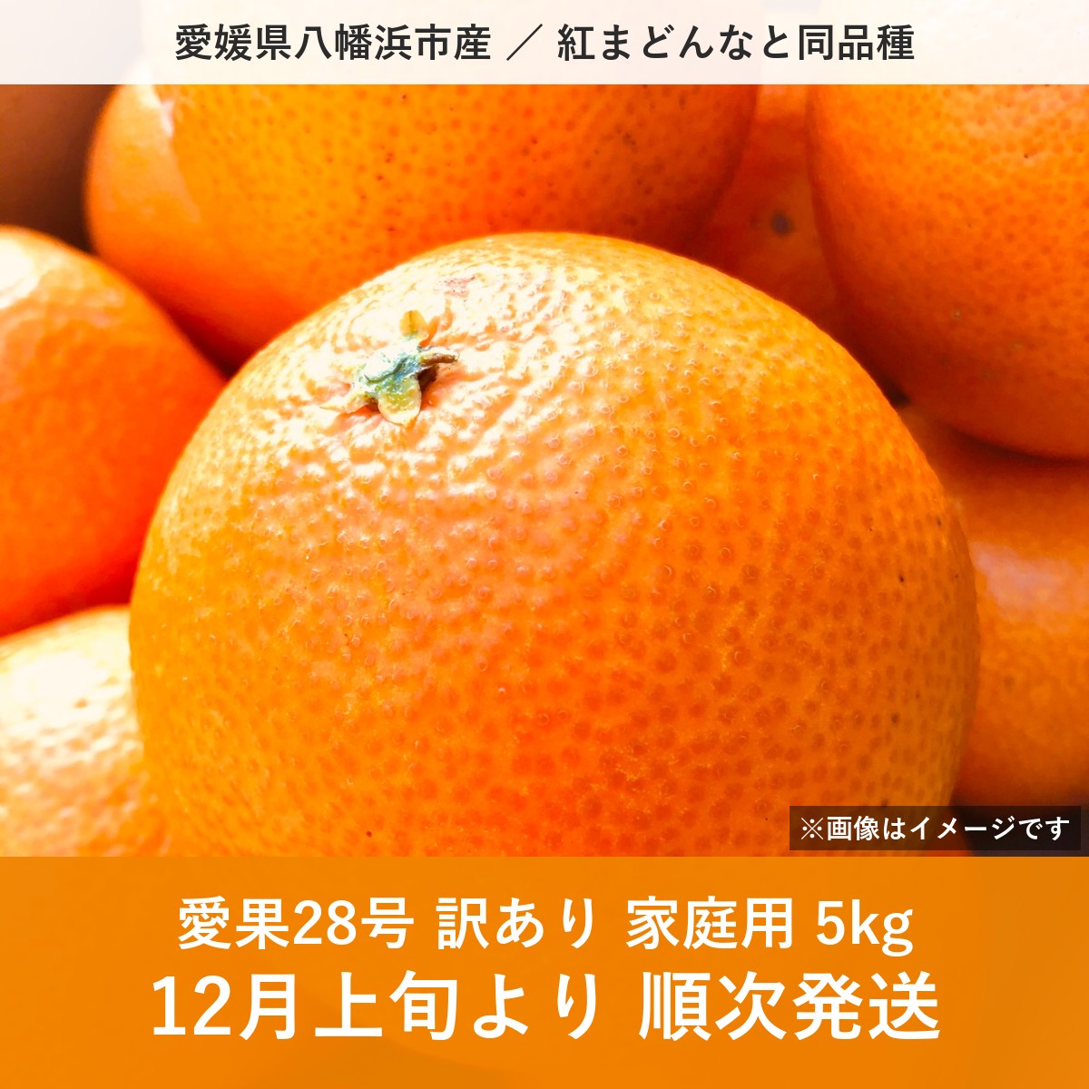 【ふるさと納税】【先行受付】八幡浜産 愛果28号（紅まどんなと同品種）訳あり 家庭用 5kg【108-5】果物 くだもの まどんな マドンナ みかん ミカン 蜜柑 柑橘 フルーツ 5kg 10kg 内容量 期間限定 季節限定 特産品 家庭用 訳あり ワケあり 訳有 YWTBX005