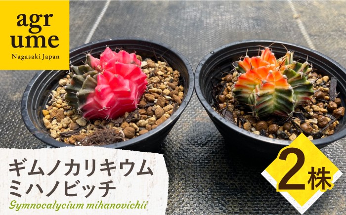 
                  ギムノカリキウム ミハノビッチ 2株 Gymnocalycium mihanovichii 長与町/アグリューム [EAI277]
                