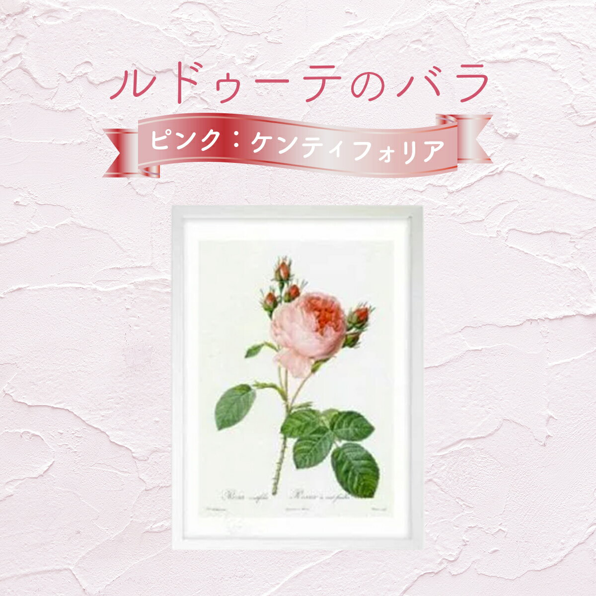【ふるさと納税】【ジクレー版画】ルドゥーテのバラ（ピンク：ケンティフォリア）＜3サイズから選択＞　【11246-0088・331・332】