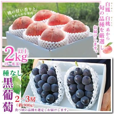 ふるさと納税 山梨市 【発送月固定定期便】2026年発送 山梨 旬の果物 桃+種無し黒ぶどう+シャインマスカット 全3回 |  | 01