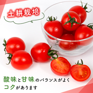 トマト3種食べ比べ アイコ ラブリーさくら フルティカ 約2.2kg 大瀧農園 トマト 完熟トマト 野菜 産地 直送 人気 国産 愛媛県 愛南町 発送期間：2026年3月1日～7月頃まで（※なくなり次