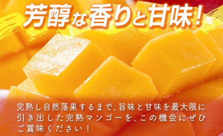 【先行予約】西都市特産　完熟マンゴー　2L×2個　計700g以上　2024年発送＜1.2-39＞