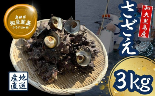 【知夫里島獲れ天然活さざえ3kgセット】隠岐諸島の新鮮なさざえをお届けします! 冷蔵便 サザエ 栄螺 貝 海鮮 BBQ さざえご飯 つぼ焼き 刺身 バーベキュー ギフト