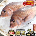 【ふるさと納税】＼年末発送も選べる／ ブランド 真鯛 「 鯛王 」 (まるごと2匹・約2.4kg) 産地直送 長島町 特産品 ブランド 鯛 冷蔵 ふるさと納税 鯛 刺身 鯛めし 鯛茶漬け 漬け丼 海鮮丼 ふるさと 人気 ランキング 【JFA】jfa-22