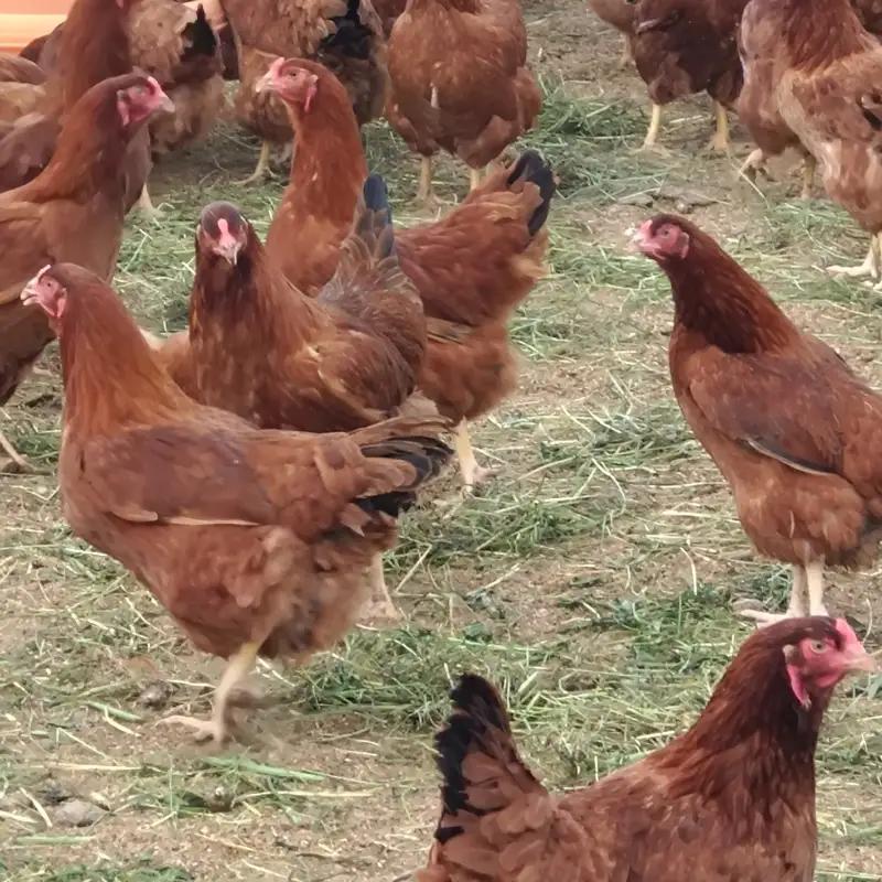 比内地鶏 まるっと1羽 小分け 国産鶏肉 比内地鶏【1羽 約900g～】